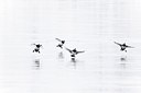 BUITEN BEELD Foto: 171881