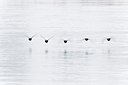 BUITEN BEELD Foto: 171882