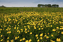 BUITEN BEELD Foto: 172087