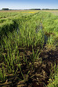 BUITEN BEELD Foto: 172100