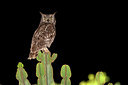 BUITEN BEELD Foto: 172365