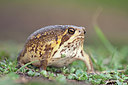 BUITEN BEELD Foto: 172378