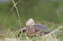 BUITEN BEELD Foto: 172410