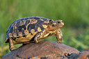 BUITEN BEELD Foto: 172440
