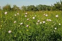 BUITEN BEELD Foto: 172663