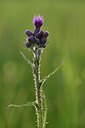 BUITEN BEELD Foto: 172775