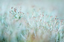 BUITEN BEELD Foto: 173038