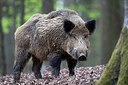 BUITEN BEELD Foto: 173496