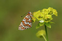 BUITEN BEELD Foto: 173635