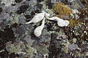 BUITEN BEELD Foto: 173764