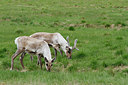 BUITEN BEELD Foto: 173765