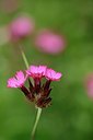 BUITEN BEELD Foto: 173797