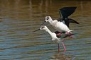 BUITEN BEELD Foto: 173956
