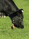 BUITEN BEELD Foto: 173969