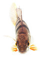 BUITEN BEELD Foto: 174008