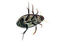 BUITEN BEELD Foto: 174009
