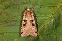 BUITEN BEELD Foto: 174087