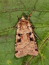 BUITEN BEELD Foto: 174089
