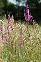 BUITEN BEELD Foto: 174321
