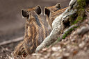 BUITEN BEELD Foto: 174396