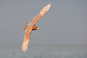 BUITEN BEELD Foto: 174403