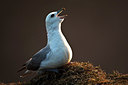 BUITEN BEELD Foto: 174467
