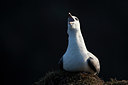 BUITEN BEELD Foto: 174517