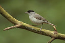 BUITEN BEELD Foto: 174559