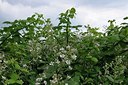 BUITEN BEELD Foto: 174573