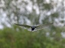 BUITEN BEELD Foto: 174584