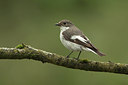 BUITEN BEELD Foto: 174595