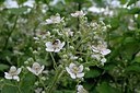 BUITEN BEELD Foto: 174597