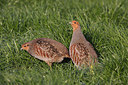 BUITEN BEELD Foto: 174667