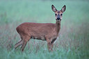 BUITEN BEELD Foto: 174671