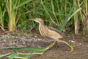 BUITEN BEELD Foto: 174766