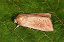 BUITEN BEELD Foto: 174787