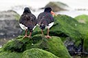 BUITEN BEELD Foto: 174799