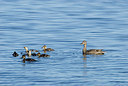 BUITEN BEELD Foto: 175180