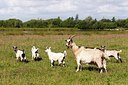 BUITEN BEELD Foto: 175252