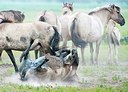 BUITEN BEELD Foto: 175268