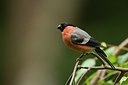 BUITEN BEELD Foto: 175362