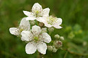 BUITEN BEELD Foto: 175394