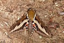 BUITEN BEELD Foto: 175683