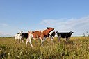 BUITEN BEELD Foto: 175732