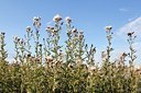 BUITEN BEELD Foto: 175748