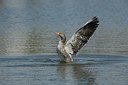 BUITEN BEELD Foto: 175904