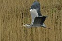 BUITEN BEELD Foto: 175909