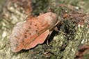 BUITEN BEELD Foto: 176166