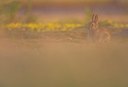 BUITEN BEELD Foto: 176244