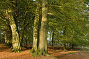 BUITEN BEELD Foto: 176292